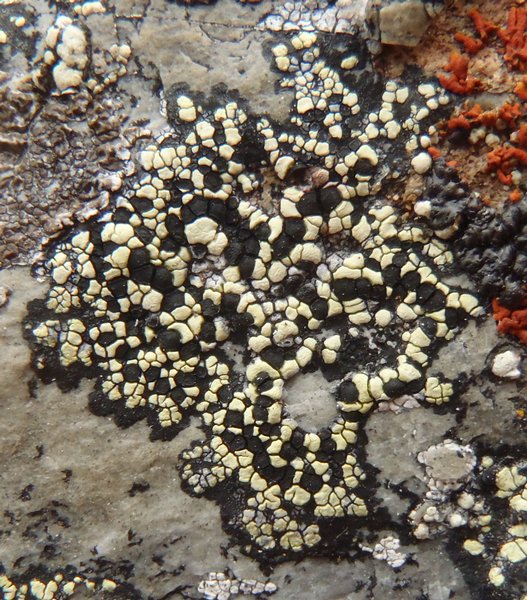 Rhizocarpon geographicum