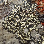 Rhizocarpon geographicum
