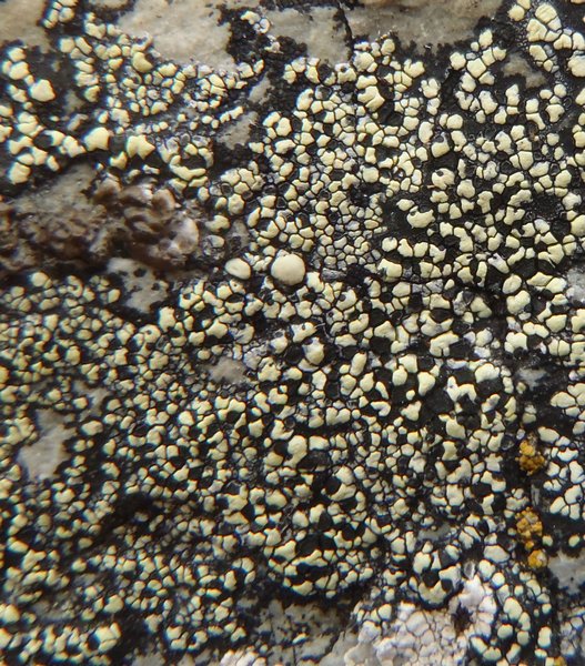 Rhizocarpon geographicum