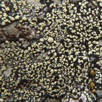 Rhizocarpon geographicum
