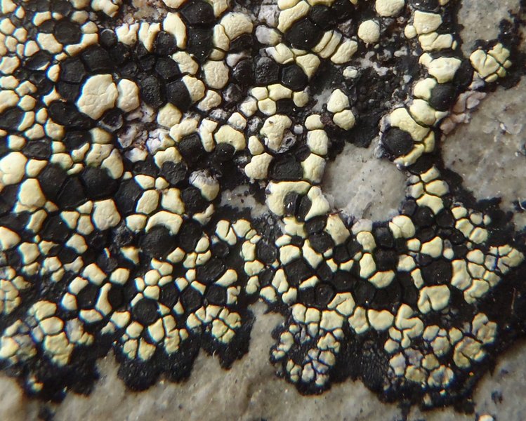 Rhizocarpon geographicum