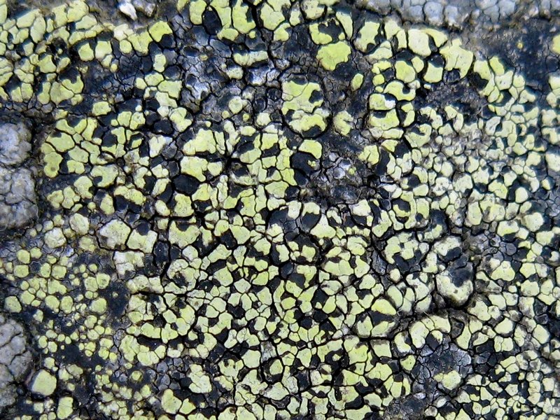 Rhizocarpon geographicum