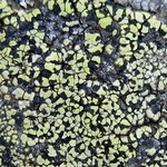 Rhizocarpon geographicum
