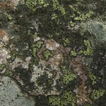 Rhizocarpon intermediellum