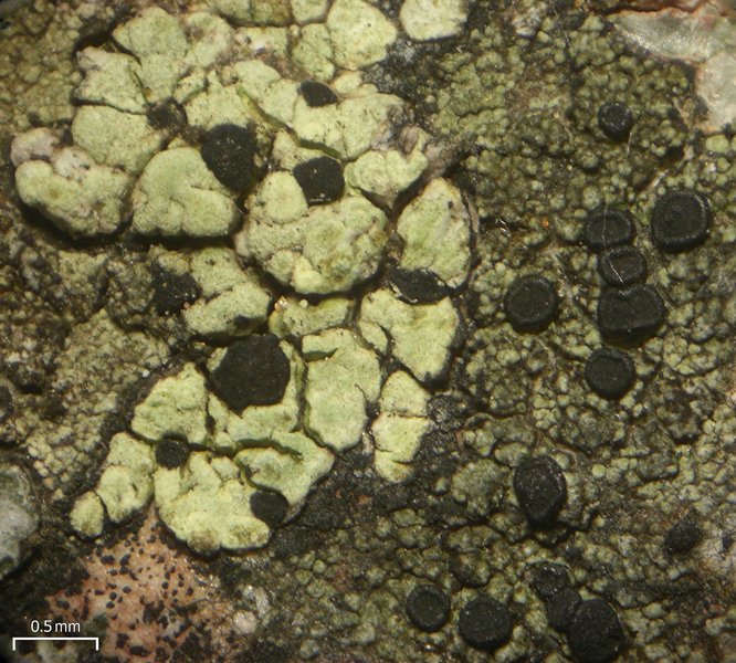 Rhizocarpon intermediellum