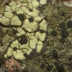 Rhizocarpon intermediellum