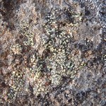 Rhizocarpon intermediellum