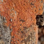 Rhizocarpon lavatum