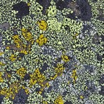 Rhizocarpon lecanorinum