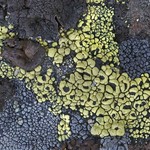 Rhizocarpon lecanorinum
