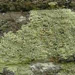 Rhizocarpon lecanorinum