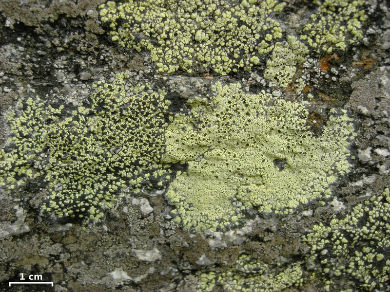 Rhizocarpon lecanorinum