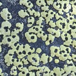Rhizocarpon macrosporum