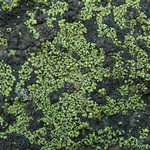 Rhizocarpon macrosporum