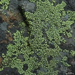 Rhizocarpon macrosporum