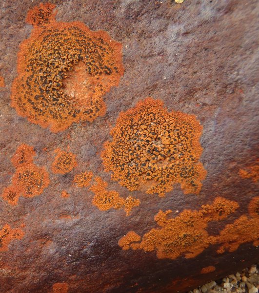 Rhizocarpon oederi