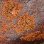 Rhizocarpon oederi