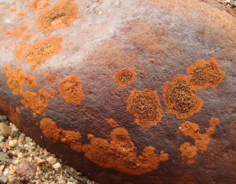 Rhizocarpon oederi