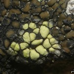 Rhizocarpon pusillum
