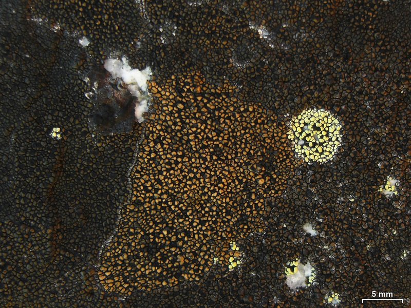 Rhizocarpon pusillum