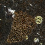 Rhizocarpon pusillum