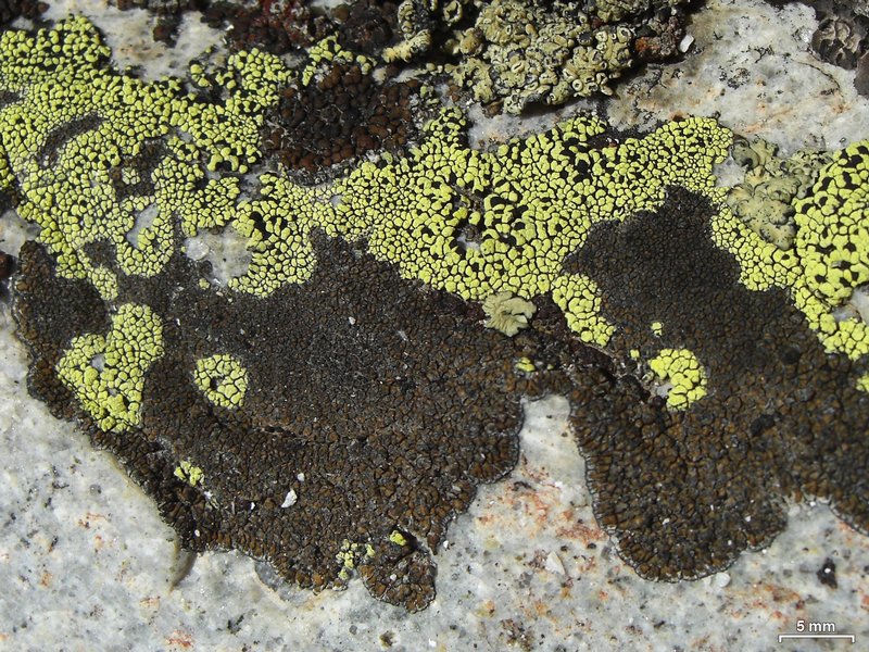 Rhizocarpon pusillum