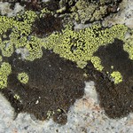 Rhizocarpon pusillum