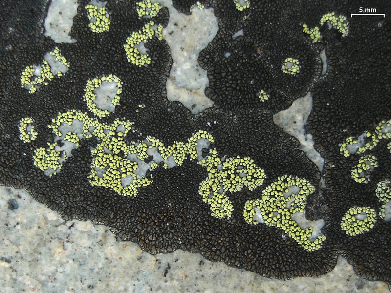 Rhizocarpon pusillum