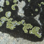 Rhizocarpon pusillum