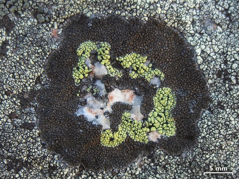Rhizocarpon pusillum