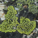 Rhizocarpon pusillum