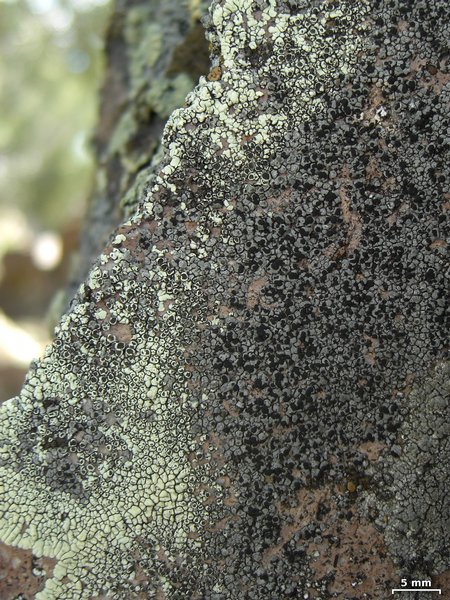 Rhizocarpon renneri