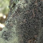 Rhizocarpon renneri