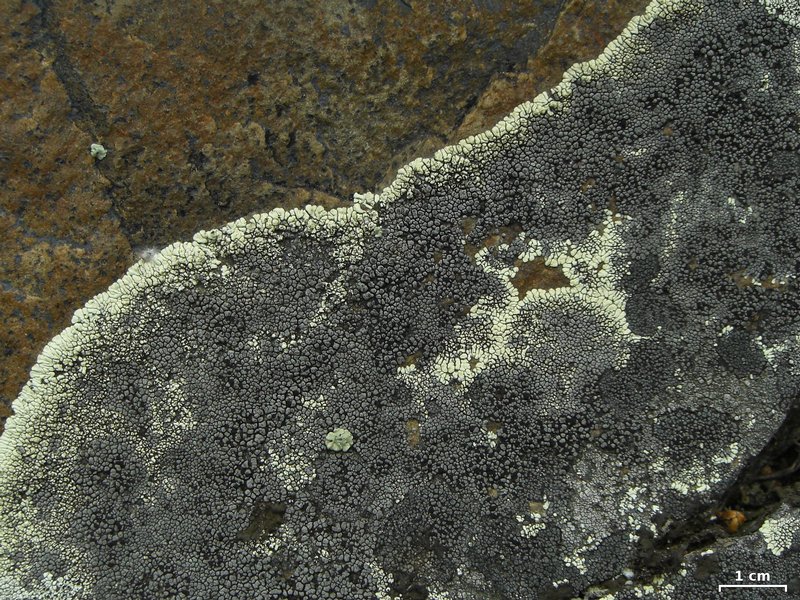 Rhizocarpon renneri