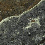 Rhizocarpon renneri