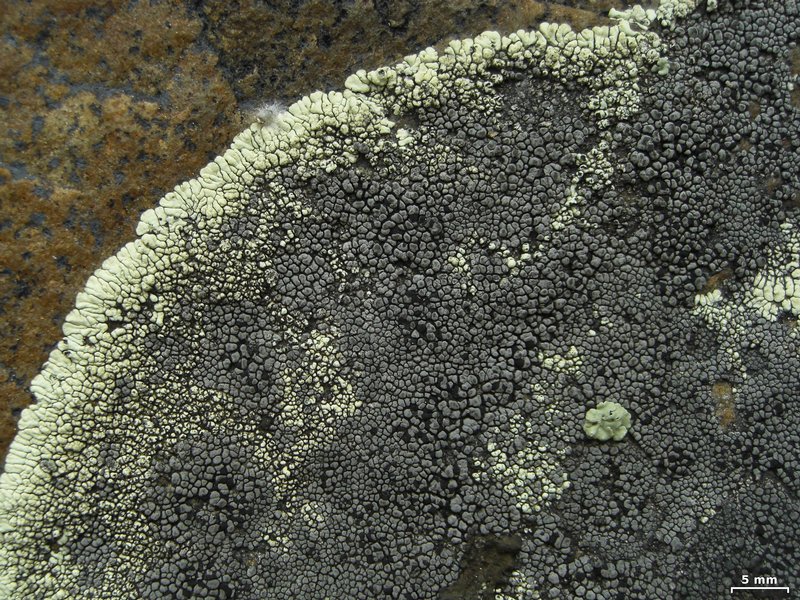 Rhizocarpon renneri