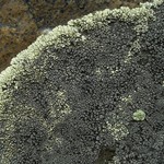 Rhizocarpon renneri