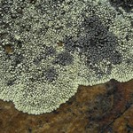 Rhizocarpon renneri