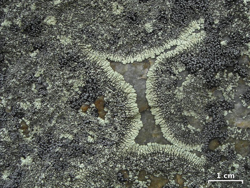 Rhizocarpon renneri