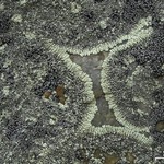 Rhizocarpon renneri