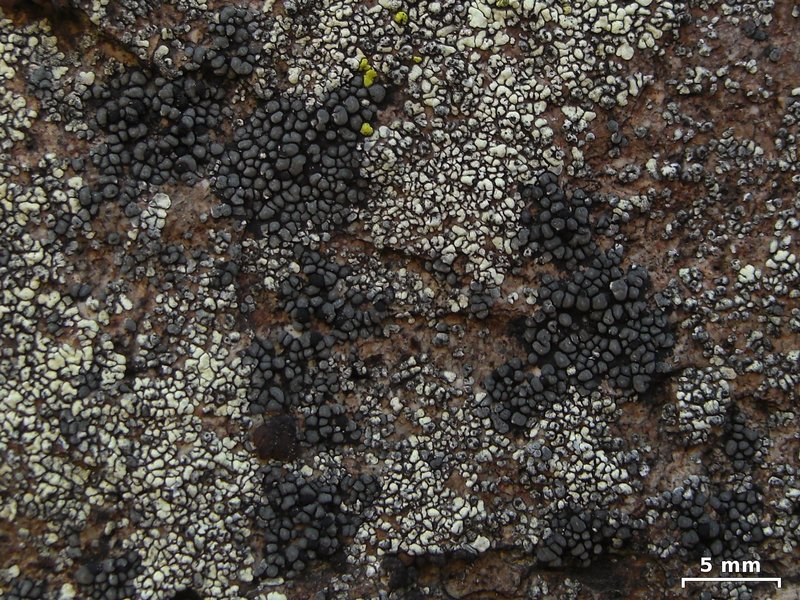 Rhizocarpon renneri