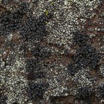 Rhizocarpon renneri