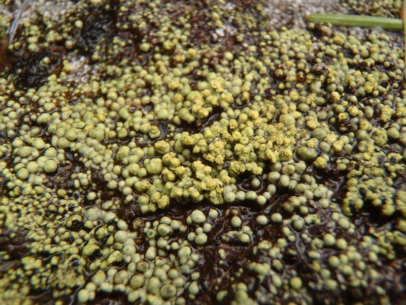 Rhizocarpon ridescens