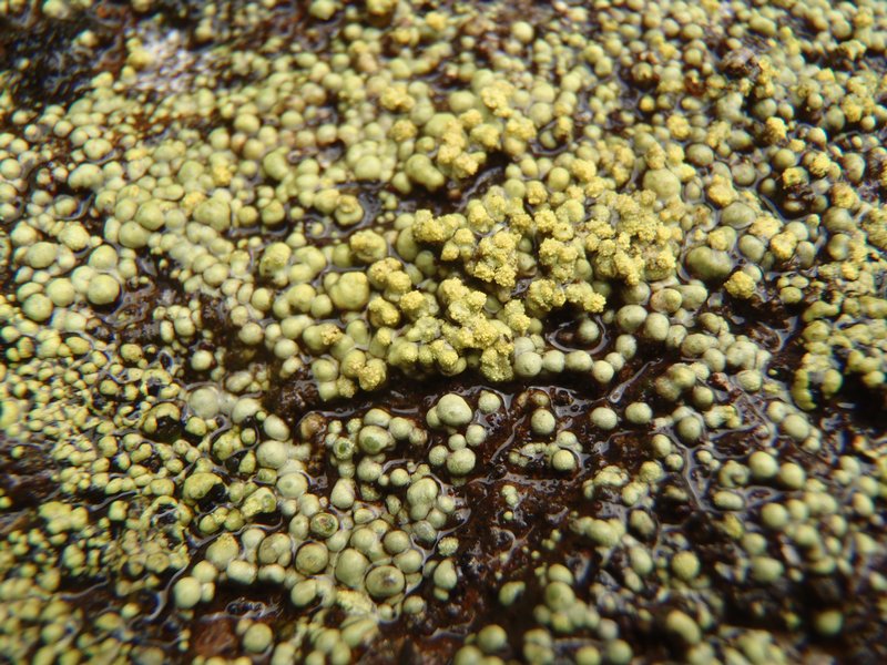 Rhizocarpon ridescens