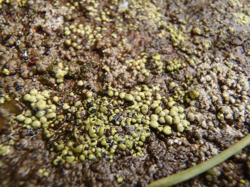 Rhizocarpon ridescens