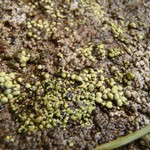 Rhizocarpon ridescens