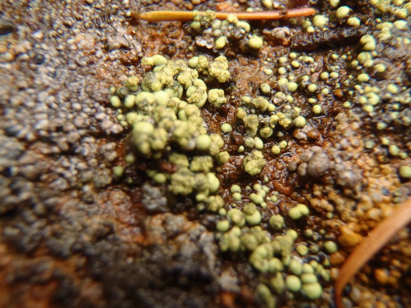 Rhizocarpon ridescens