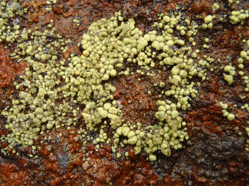 Rhizocarpon ridescens