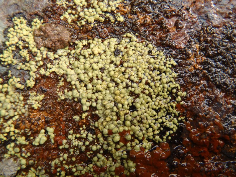 Rhizocarpon ridescens