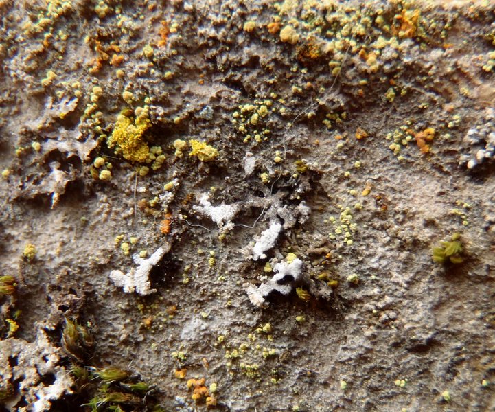 Rhizocarpon ridescens